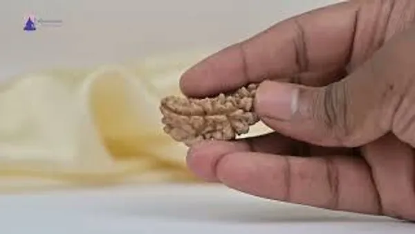 1_Mukhi_Half_Moon_Large_V