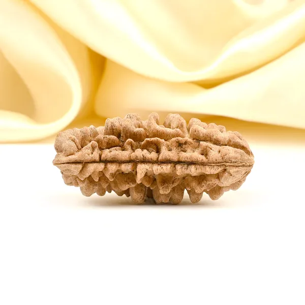 1_Mukhi_Half_Moon_Large_V