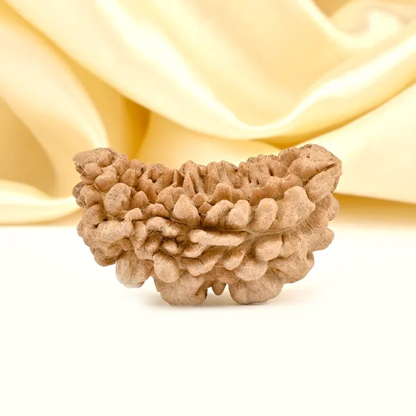 1_Mukhi_Half_Moon_Large_V