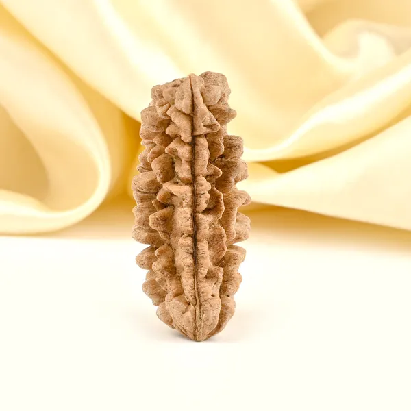1_Mukhi_Half_Moon_Large_V