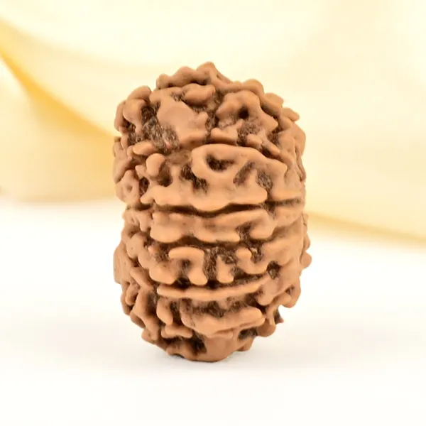 12_Mukhi_From_Nepal_Small_Cdlxi