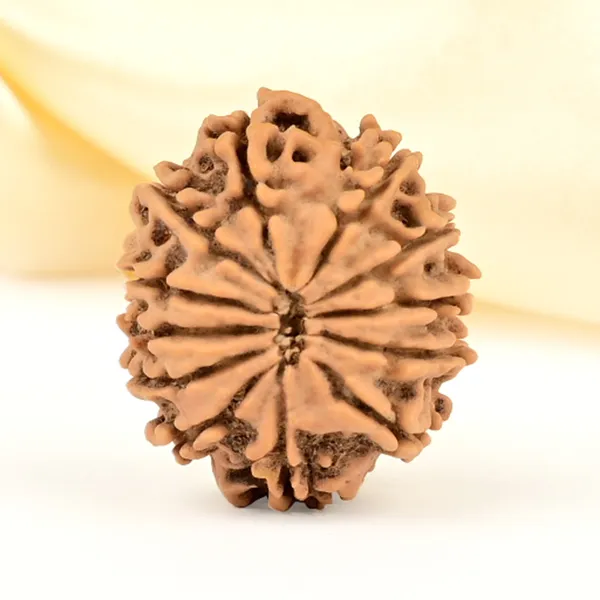 12_Mukhi_From_Nepal_Small_Cdlxi