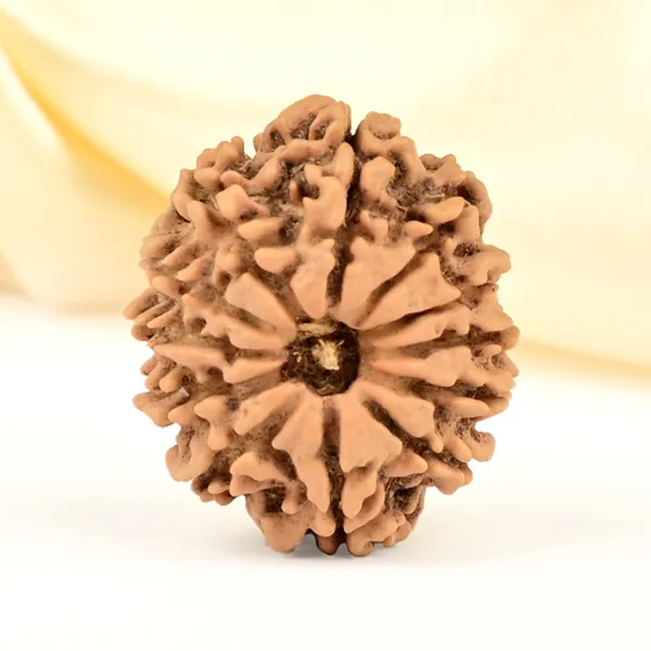 12_Mukhi_From_Nepal_Small_Cdlxi