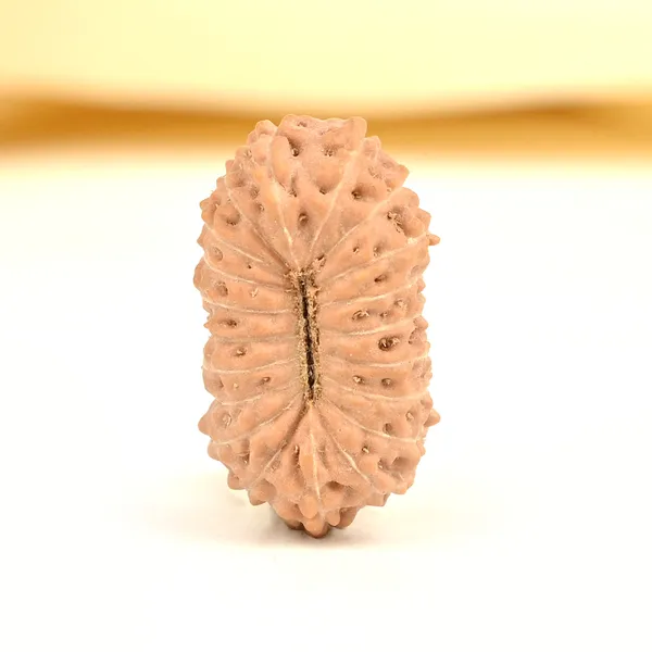 20_Mukhi_From_Java_Indonesia_Cxi