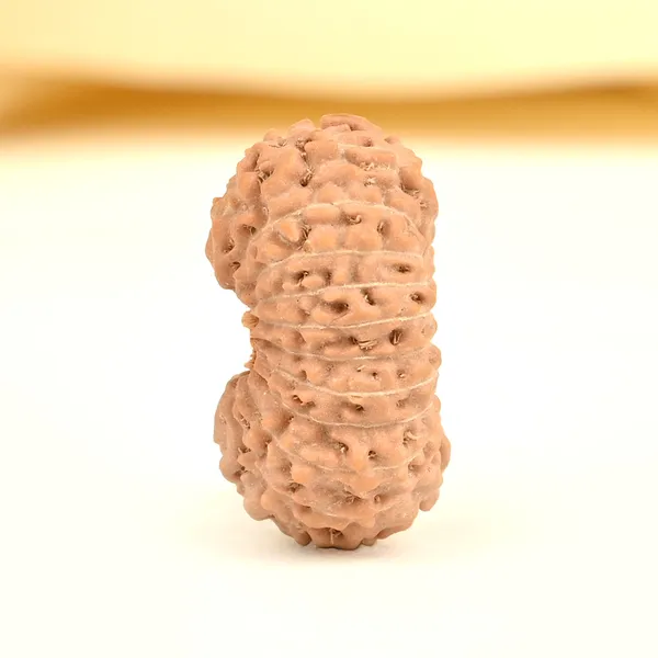 20_Mukhi_From_Java_Indonesia_Cxi