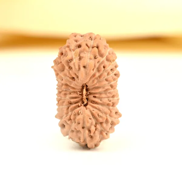 20_Mukhi_From_Java_Indonesia_Cxi