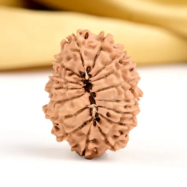 16_Mukhi_Rudraksha_Small_Bead_From_Nepal