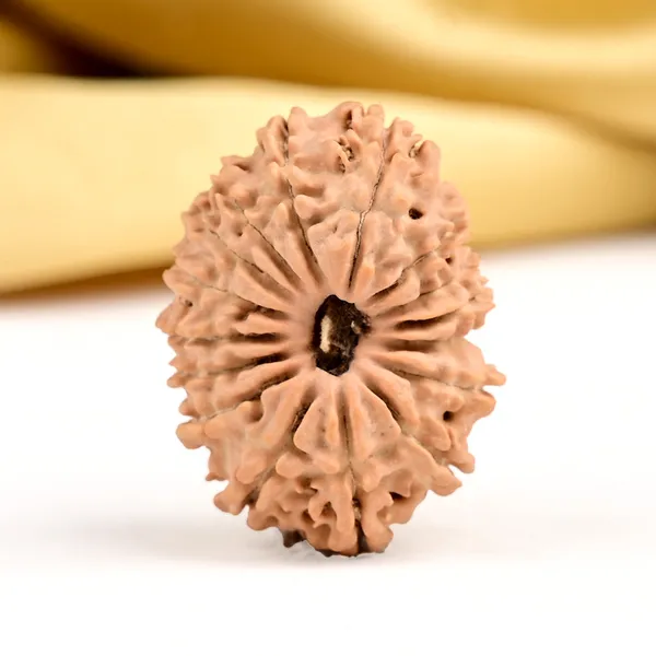 16_Mukhi_Rudraksha_Small_Bead_From_Nepal