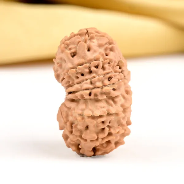 16_Mukhi_Rudraksha_Small_Bead_From_Nepal
