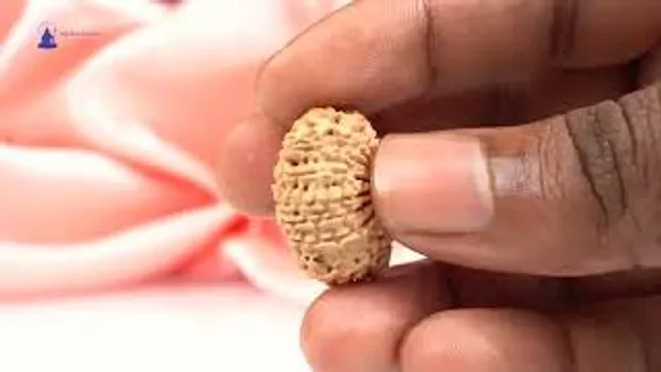 16_Mukhi_Rudraksha_Small_Bead_From_Nepal