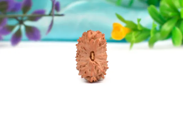 16_Mukhi_Rudraksha_Bead_Indonesia