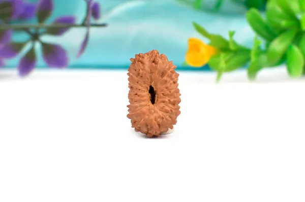16_Mukhi_Rudraksha_Bead_Indonesia