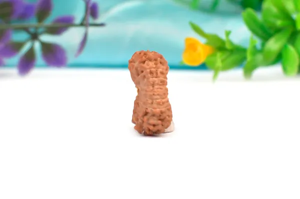 16_Mukhi_Rudraksha_Bead_Indonesia