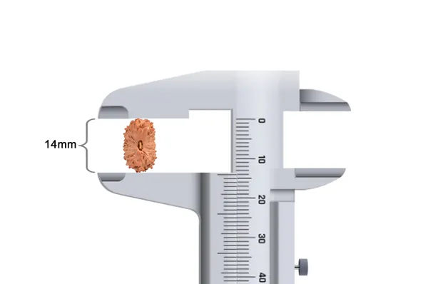 16_Mukhi_Rudraksha_Bead_Indonesia