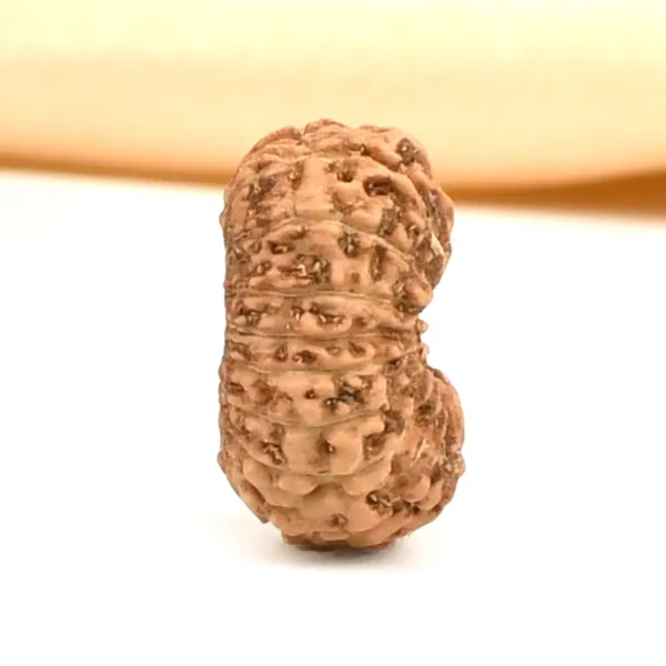 17_Mukhi_From_Java_Indonesia_Small_Ccxxviii