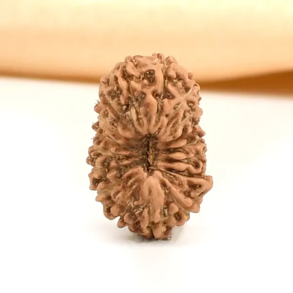 17_Mukhi_From_Java_Indonesia_Small_Ccxxviii