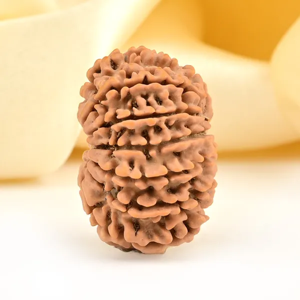 13_Mukhi_From_Nepal_Small_Ccclxxxii