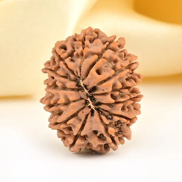 13_Mukhi_From_Nepal_Small_Ccclxxxii