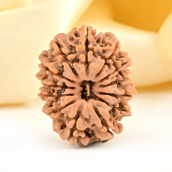 13_Mukhi_From_Nepal_Small_Ccclxxxii
