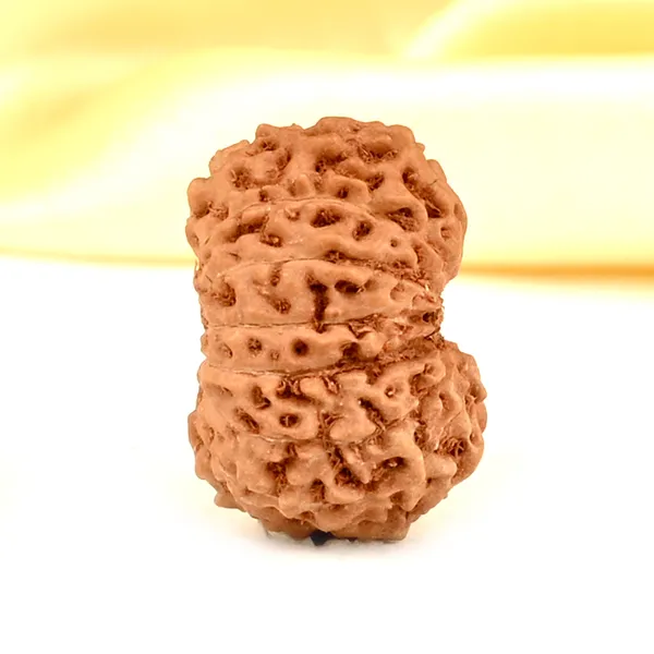 14_Mukhi_Rudraksha_Bead_Indonesia_Brown_Deva_Mani