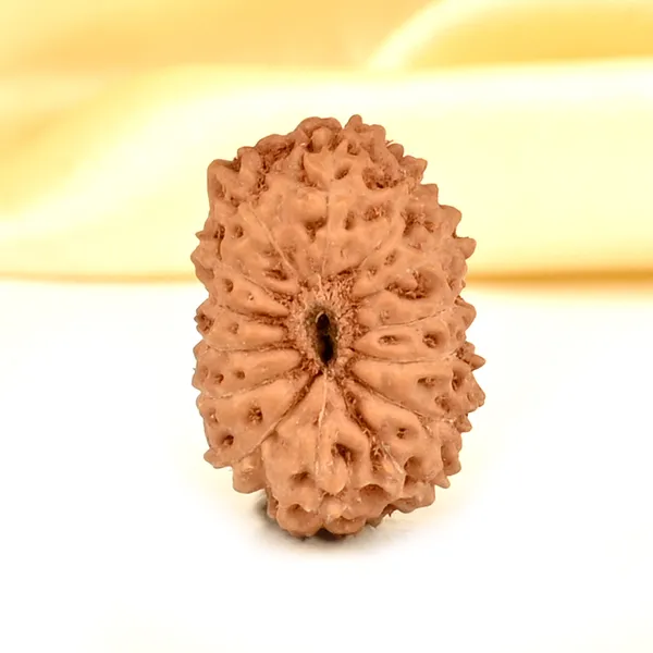 14_Mukhi_Rudraksha_Bead_Indonesia_Brown_Deva_Mani