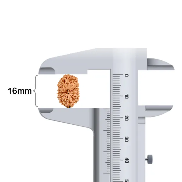 14_Mukhi_Rudraksha_Bead_Indonesia_Brown_Deva_Mani