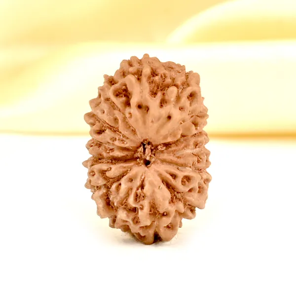 14_Mukhi_Rudraksha_Bead_Indonesia_Brown_Deva_Mani