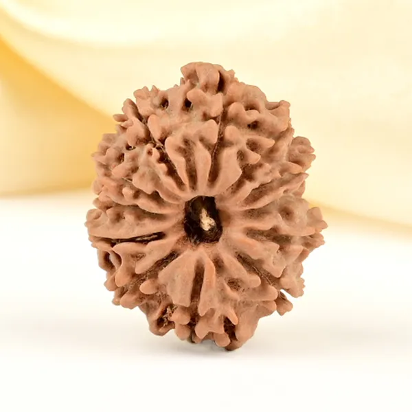 12_Mukhi_From_Nepal_Small_Cdlxiv