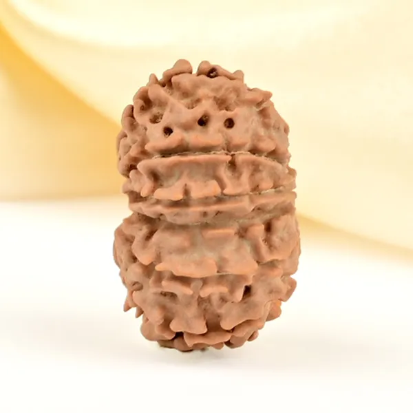 12_Mukhi_From_Nepal_Small_Cdlxiv