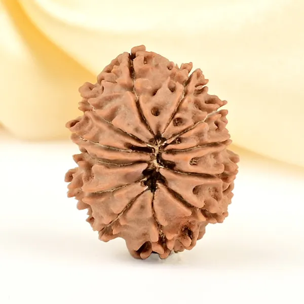 12_Mukhi_From_Nepal_Small_Cdlxiv