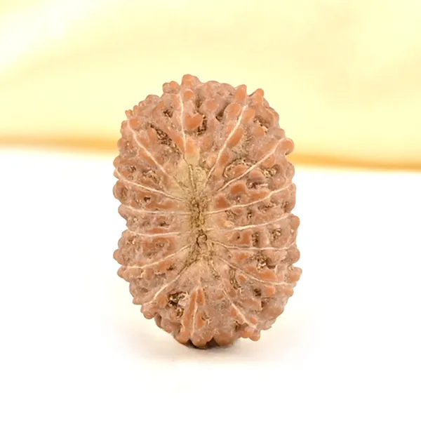 15_Mukhi_From_Java_Indonesia_Small_Cclxxiv