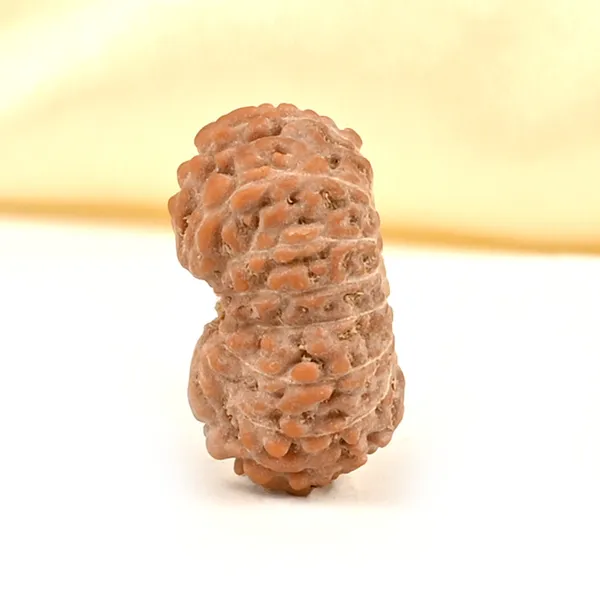 15_Mukhi_From_Java_Indonesia_Small_Cclxxiv