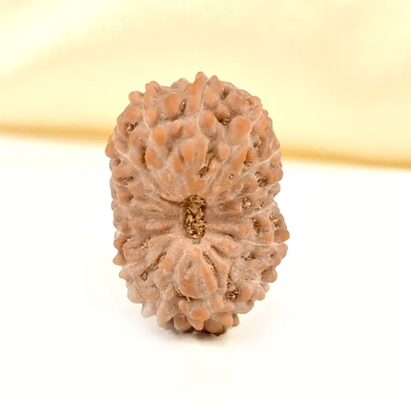 15_Mukhi_From_Java_Indonesia_Small_Cclxxiv