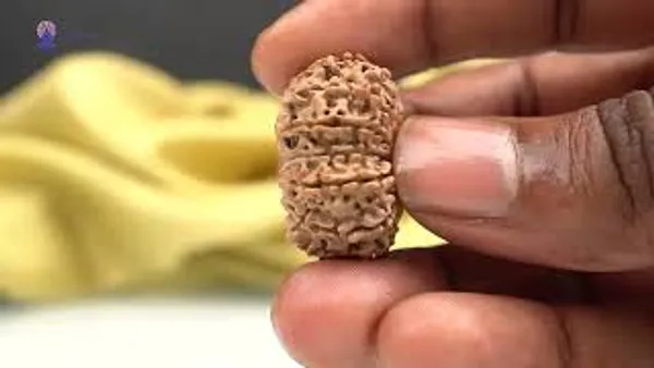Techpandit_14_Mukhi_Nepal_Rudraksha_Bead