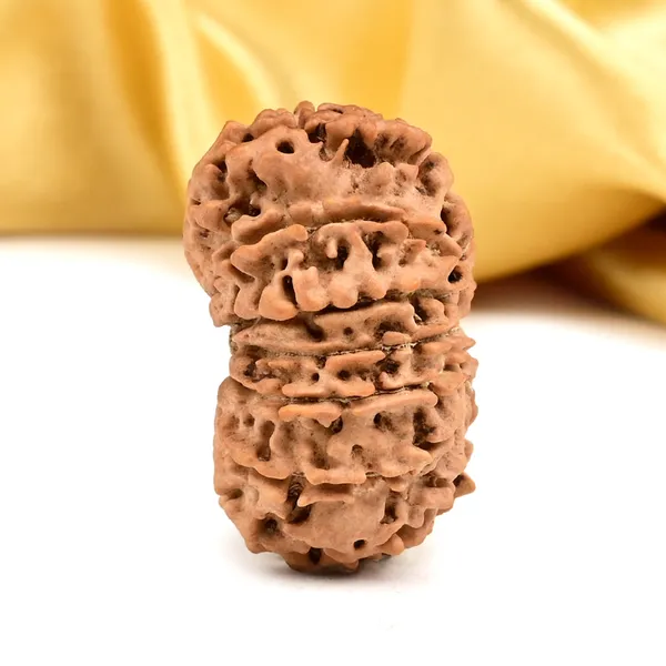 Techpandit_14_Mukhi_Nepal_Rudraksha_Bead