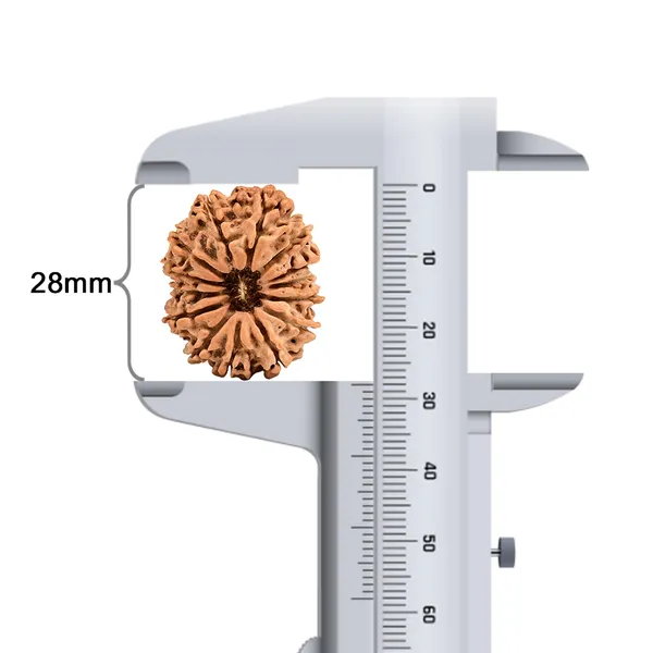 Techpandit_14_Mukhi_Nepal_Rudraksha_Bead