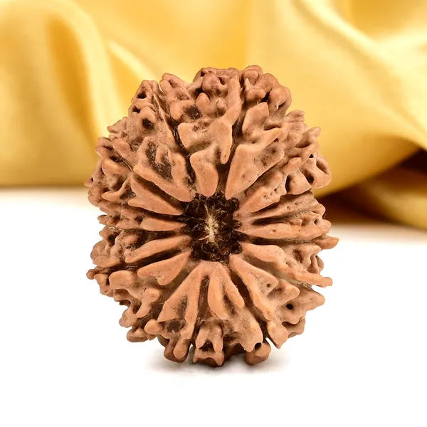 Techpandit_14_Mukhi_Nepal_Rudraksha_Bead