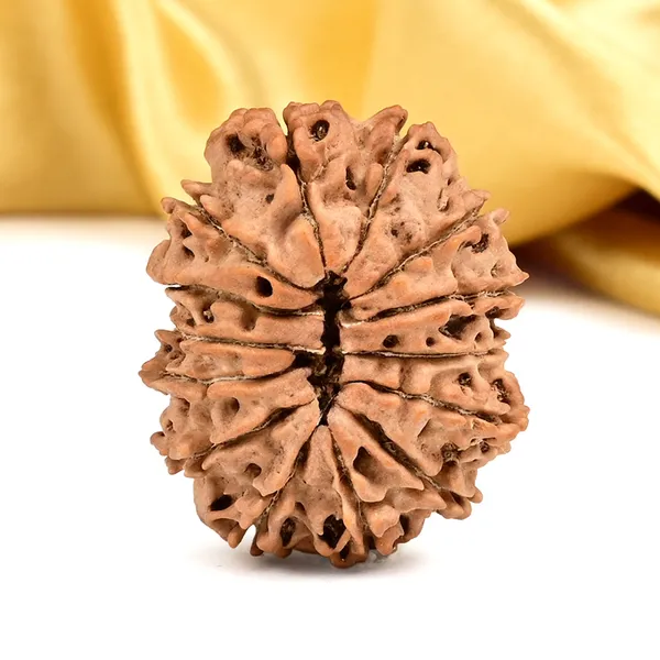 Techpandit_14_Mukhi_Nepal_Rudraksha_Bead