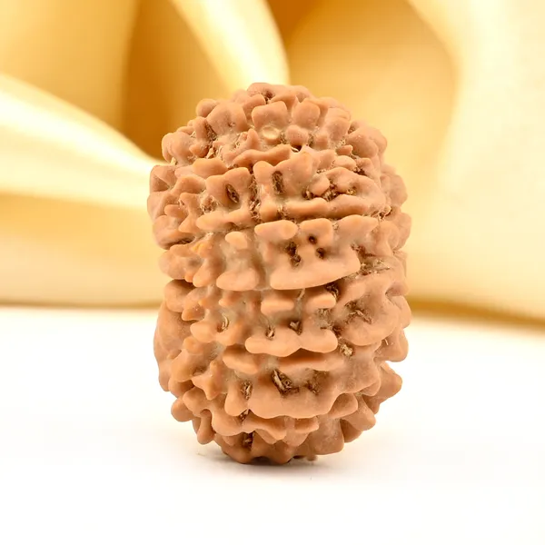 12_Mukhi_From_Nepal_Small_Div