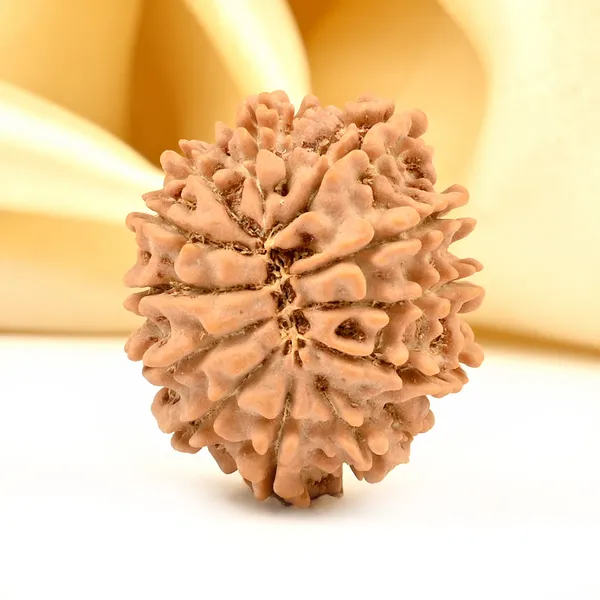 12_Mukhi_From_Nepal_Small_Div