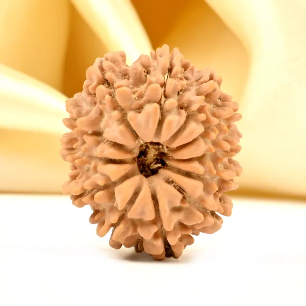 12_Mukhi_From_Nepal_Small_Div