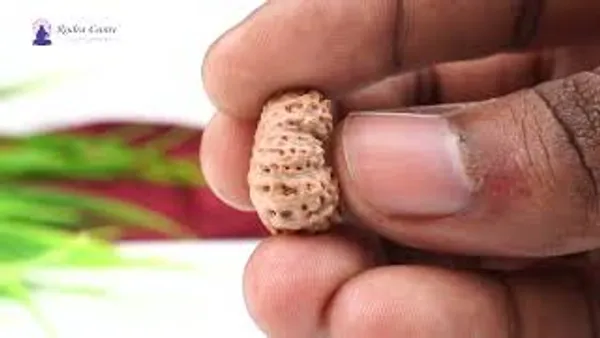 17_Mukhi_From_Java_Indonesia_Large_Clxxv