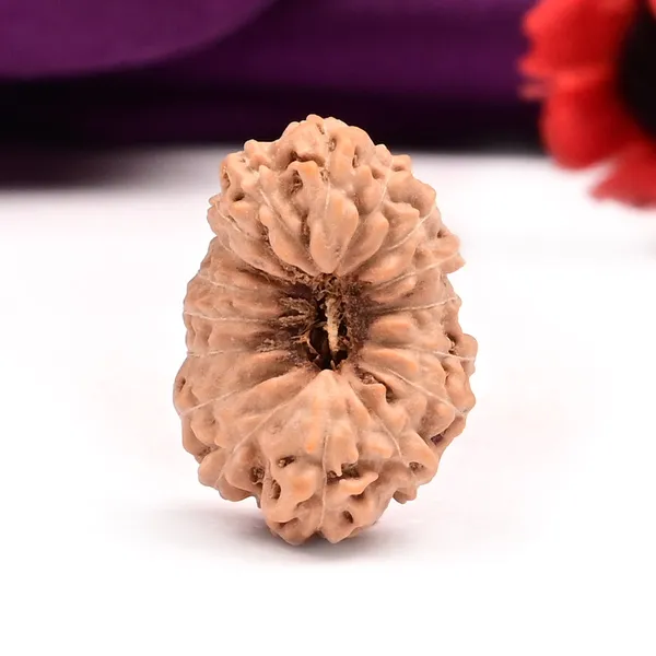 17_Mukhi_From_Java_Indonesia_Large_Clxxv