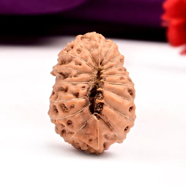 17_Mukhi_From_Java_Indonesia_Large_Clxxv