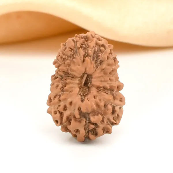 Techpandit_19_Mukhi_Rudraksha_Bead_Indonesia_Large
