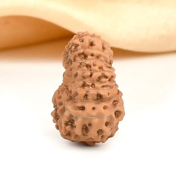 Techpandit_19_Mukhi_Rudraksha_Bead_Indonesia_Large