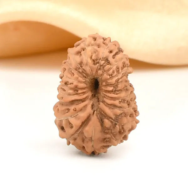 Techpandit_19_Mukhi_Rudraksha_Bead_Indonesia_Large