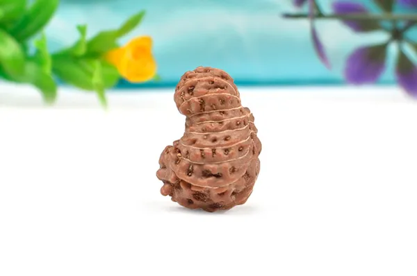 18_Mukhi_From_Java_Indonesia_Large_Cxvii
