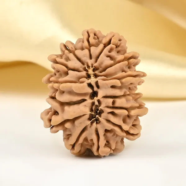 14_Mukhi_From_Nepal_Small_Cclxxxii