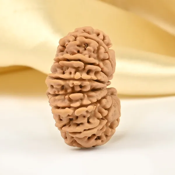 14_Mukhi_From_Nepal_Small_Cclxxxii